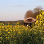 Kamperen in de natuur. Koolzaad met op de achtergrond een daktent